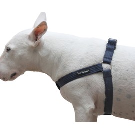 Cotton Web Adjustable Dog Step-in Harness 4 Sizes Blue (Large: 17"-23" Chest; 1" Wide)