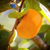 Persimmon Trees (Fuyugaki, 5 gal.) (Due to Agricultural Laws, we