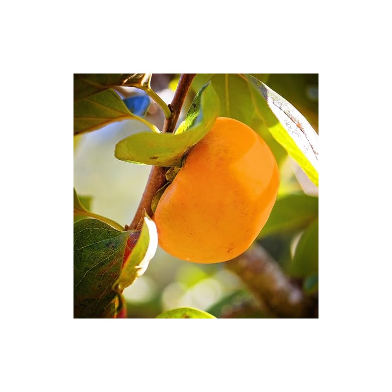 Persimmon Trees (Fuyugaki, 5 gal.) (Due to Agricultural Laws, we