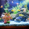 JDCMEI Aquarium Artificial Plants Seaweed, 25cm Aquarium Simulation Artificial Green