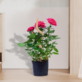 Tutor para Plantas Trepadoras, Poste de Musgo Plegable para Plantas Monstera, Poste de Musgo Flexible para Plantas, Varilla Flexible para Musgo, Trepadoras Estacas para Plantas de Interior