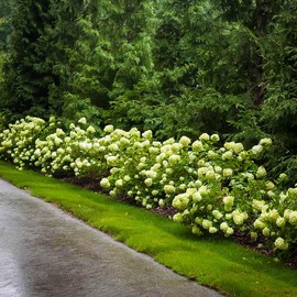 Little Lime Hydrangea Bush, Dwarf Hardy Shrub, Green to Pink Summer Blooms (3 Gallon/Potted/Single)