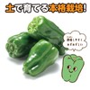 Artec 102937 Home Fun Cultivation Kit Green Peppers
