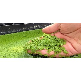 Generic Half Price Joe's 1 Pound (1 Lb) Duckweed Plants