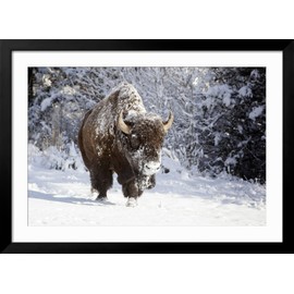 ART.COM Framed Wall Art Prints Wapiti, Wyoming. Usa. Bison Walking in the Snow by Janet Muir, Animals Decor, 36" x 24", Black Frame with White Mat