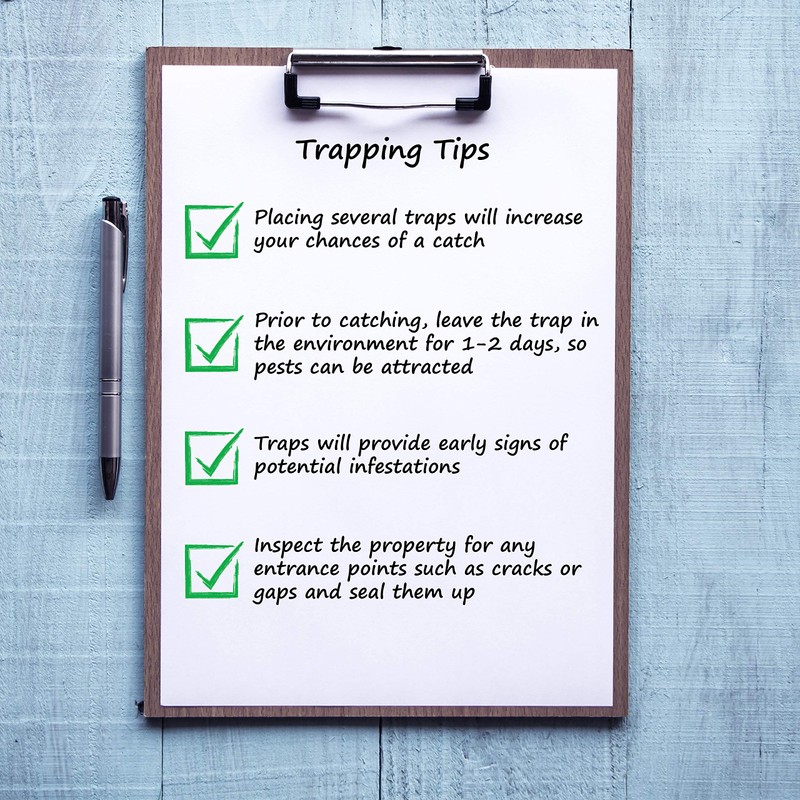 KINGMAN PRIME Medium Mouse Trap Rat Trap Glue Trap/Board (2