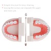 Teeth Model Dental Teaching Model Removable Denture Brushing Practice for