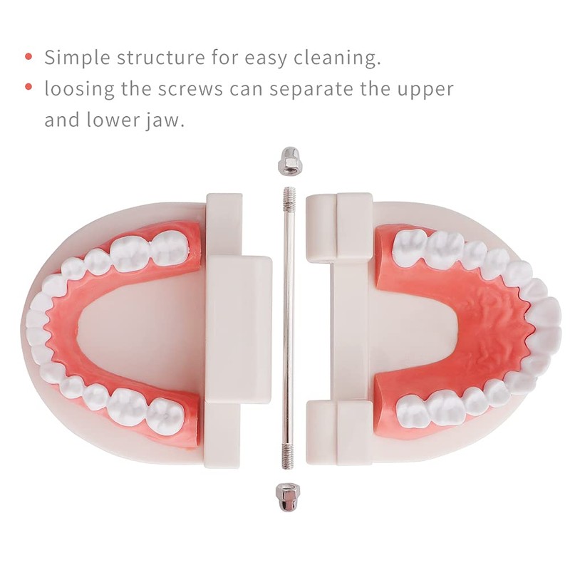 Teeth Model Dental Teaching Model Removable Denture Brushing Practice for
