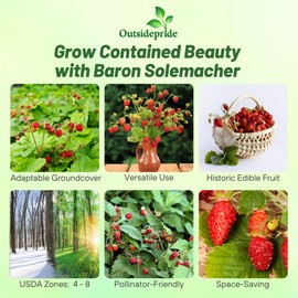Outsidepride Perennial Strawberry Vesca Baron Low Growing Fruit Plants - 10000 Seeds