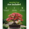 FoxFarm Happy Frog Japanese Maple Fertilizer - Supports Vegetative Growth