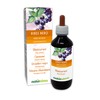 Blackcurrant (Ribes nigrum) Alcohol-Free Bud Extract from Fresh Buds NATURALMA