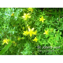 EXCTRIC St. John's Wart e124 300 mg x 135 capsules