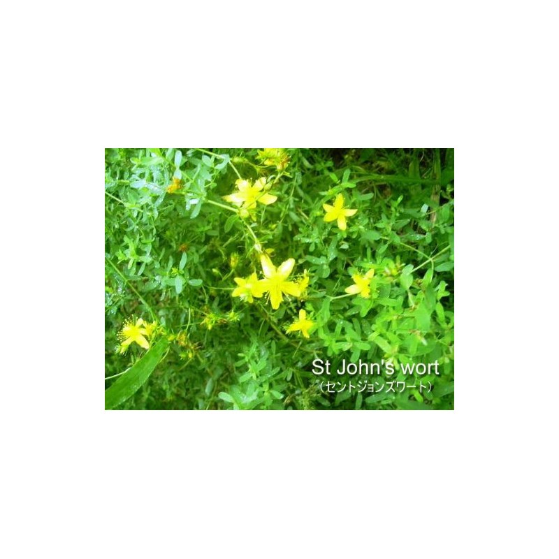 EXCTRIC St. John's Wart e124 300 mg x 135 capsules