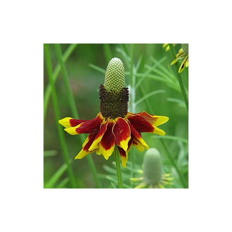 Mexican Hat, Red Mexican Hat Flower Seed, 100+ seeeds per