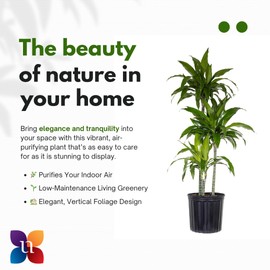 United Nursery Dracaena Janet Craig – Tall Indoor Plant in 10” Grower Pot – 38–42 Inches Tall – Air-Purifying, Low-Light Tropical Houseplant – Easy-Care Green Foliage for Home or Office Decor