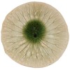 Marui Seiyo MR-3-3058 Shigaraki Ware Hechimon Serving Dish, 7.9 inches