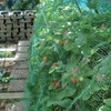 Tenax Ortoflex 5 x 8 m Green Bird Protection Net