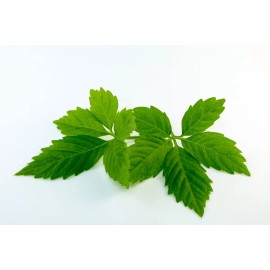 Nature Tea Gynostemma Tea - Jiaogulan  () Loose Leaf 100% from Nature, Wild Crafted - 8oz.