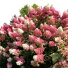 Vanilla Strawberry Hydrangea Tree, Pink and White Flowering Shrub, Live