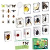 Artojoy 12 PCS Real Insect Resin Specimen, Science Education Bug