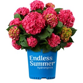 Blooming & Beautiful - Summer Crush Bigleaf Hydrangea - Endless Summer - 3 Gal - Raspberry Red to Blue Mophead Blooms - Reblooming - Hydrangea macrophylla ‘Summer Crush’ - 3 Gallon Pot