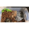 Reptile Tub Enclosure