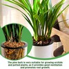 6qt Organic Orchid Potting Bark -Natural Mulch for Potted Plants,