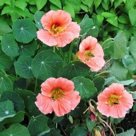 Eden Brothers Nasturtium Seeds - Salmon Baby Non-GMO Seeds for Planting, Packet | Low-Maintenance Flower Seeds, Plant During Spring Season, Zones 1, 10, 2, 3, 4, 5, 6, 7, 8, 9