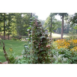 TomorrowSeeds - Red Stem Malabar Spinach Seeds - 150+ Count - for 2025 Planting Basella Alba Rubra Ceylon Green Vegetable Plant Leaf Kale Lettuce Bloomsdale Cabbage Heirloom Grow Your Own Home Farm