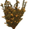 CWI Gifts 21" Rusty Astilbe Bush, Multi