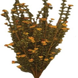 CWI Gifts 21" Rusty Astilbe Bush, Multi