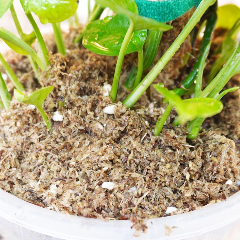 Kapecute 2QT Pothos Soil, Ideal Soilless Potting Soil Mix for