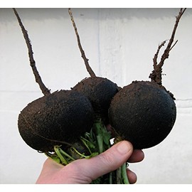 200+ Radish Seeds- Black Spanish Round by Ohio Heirloom Seeds