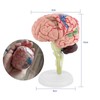 Human Brain Model, Plastic Brain Model, Easy to Carry, Disassembled