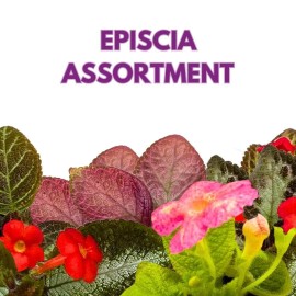 Florida House Plants Harmony's Flame Violets Colorful Episcia Grower's Choice Mix 2 inch Set of 6 Rar