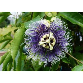 50pcs Passion Flower Dwarf Jewel Mix Flower to Planting