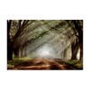 Stupell Industries Sunlit Evergreen Grove Canvas Wall Art design by