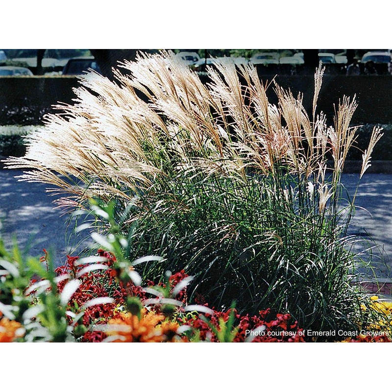 Perennial Farm Miscanthus Sinensis 'Adagio' – Live Ornamental Grass in