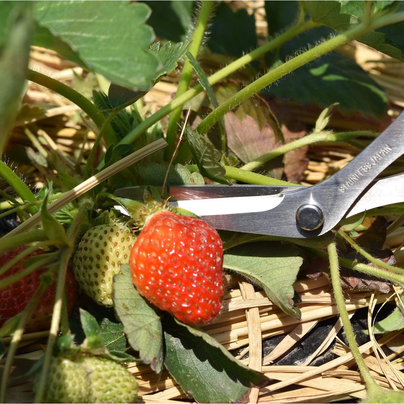 CANARY Japanese Garden Scissors Heavy Duty Offset Trimming Snips for