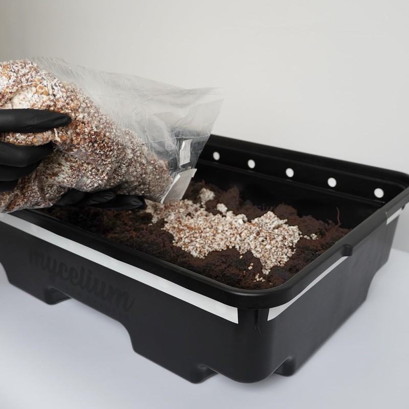 Mycelium 15LB Monotub Mushroom Grow Kit | 10LB CVG Substrate