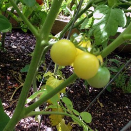 Own Farm Grown *NEW* 2024 ORGANIC F1 WHITE CHERRY TOMATO 35 SEEDS MILD SWEET TASTE SNACK FRESH