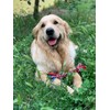 Nuts For Knots "Twist-Tee" 2 Knot Tugger Cotton Dog Toy