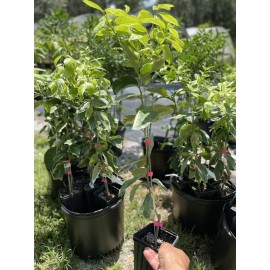 Tree VARIGATED PINK LEMON TREE (GRAFTED) 3 Feet Tall.