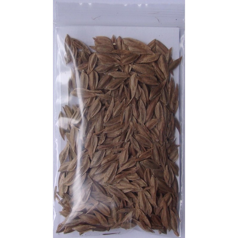 Generic Inland Sea Oats Grass - 200 Seeds - Chasmanthium