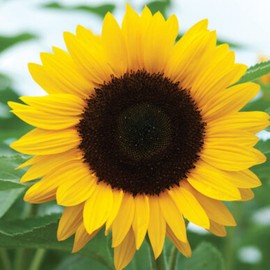 TomorrowSeeds - Sunflower Seeds - 1/2 Pound Bulk - for 2024 for Planting Huge Tall Peredovik Black Oil Common USA Sun Garden Flower Seed