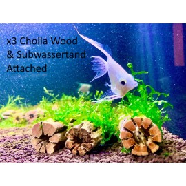 Nano Subwassertang moss on 3'' Cholla Wood Shrimp Hideout & Betta Aquarium Decor - 3 Cholla Wood