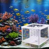 Fish Breeding Box, Small Fry Hatchery Isolation Box, Isolation Fish