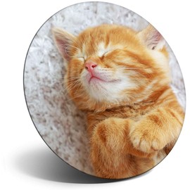 Destination Vinyl ltd Magnet for Refrigerator, Fridge - Cute Ginger Kitten Cat Pet for Office, Cabinet and Whiteboard, Magnetic Stickers, 24497