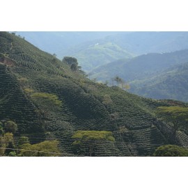 Organic Coffee, Medium Roast - Ground Coffee, 100% Arabica Colombian Coffee, Fresh Roasted Medium (1 L)(5 L) - Saxonville Mills Coffee