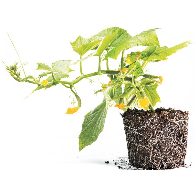 Grotab 3-in-1 Premium Plant Starter Powder, 12-8-4 (1 Pound Tub)